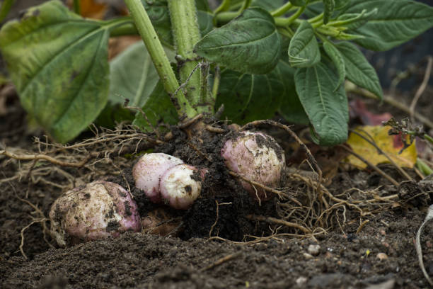 istock Harvesting Jerusalem artichoke (Helianthus tuberosus) 1805161099