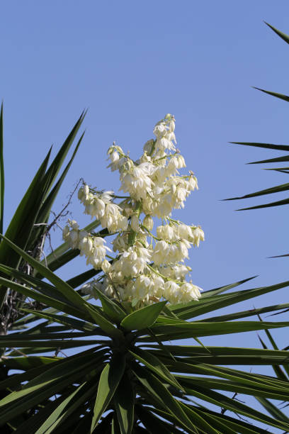 istock White flower on a yucca plant in a garden 1805165160