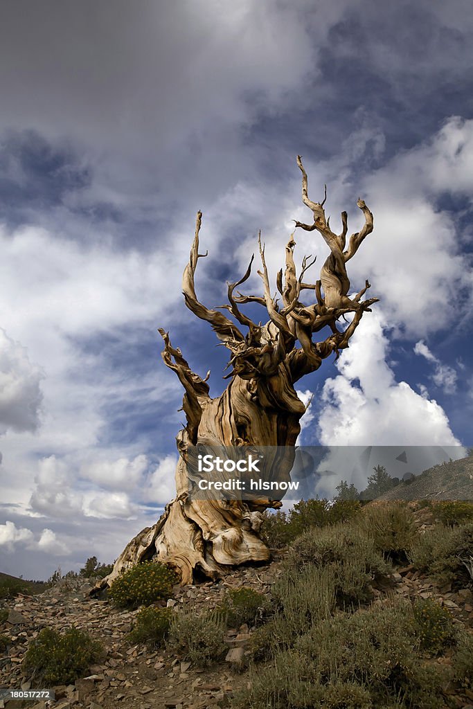 Antigua pino erizo y nubes de tormenta - Foto de stock de Árbol libre de derechos