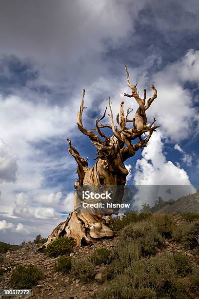 Antigua Pino Erizo Y Nubes De Tormenta Foto de stock y más banco de imágenes de Árbol - Árbol, Pino - Conífera, Pino - Madera