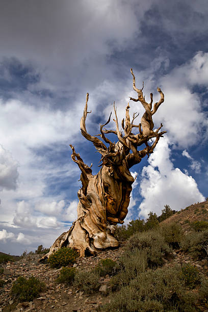 앤시언트 브리슬콘 파인에서 트리 및 storm 클라우드 - bristlecone pine pine tree tree forest 뉴스 사진 이미지