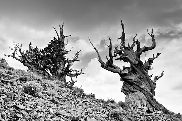 alte bristlecone pine trees und storm - bristlecone pine pine tree tree forest stock-fotos und bilder