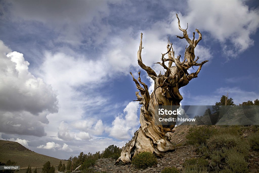 Antigua pino erizo y nubes de tormenta - Foto de stock de Árbol libre de derechos