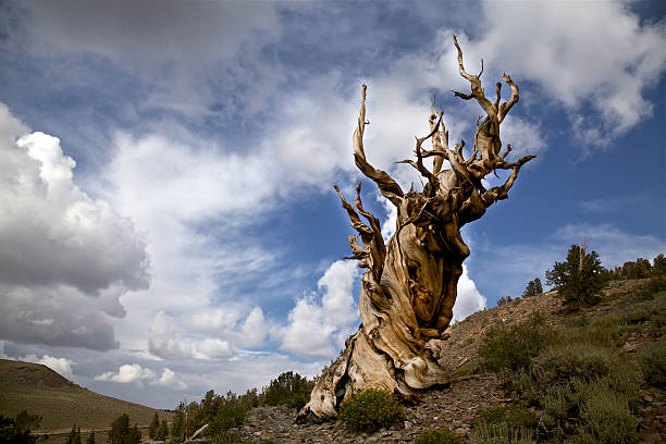 antigua pino erizo y nubes de tormenta - bristlecone pine fotografías e imágenes de stock