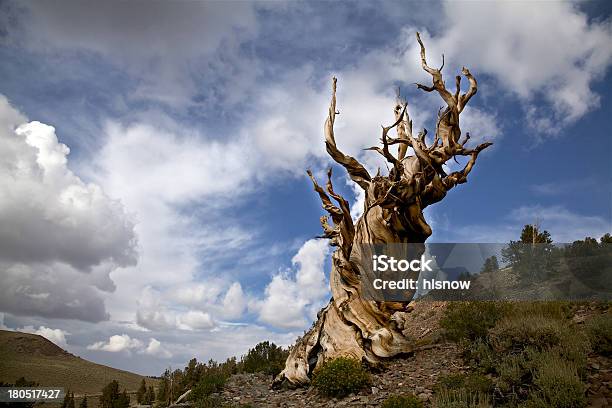 Antigua Pino Erizo Y Nubes De Tormenta Foto de stock y más banco de imágenes de Árbol - Árbol, Pino erizo, Viejo