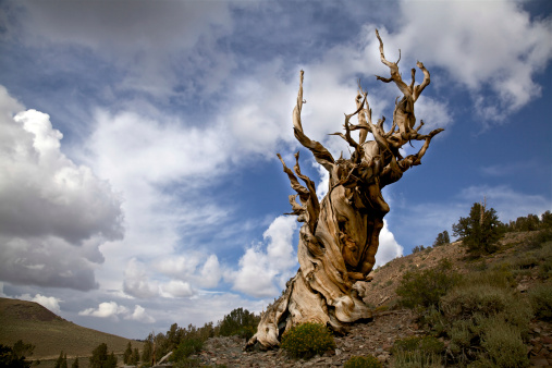Ancient Bristlecone Pine Tree in California White Mountains Inyo National Forest