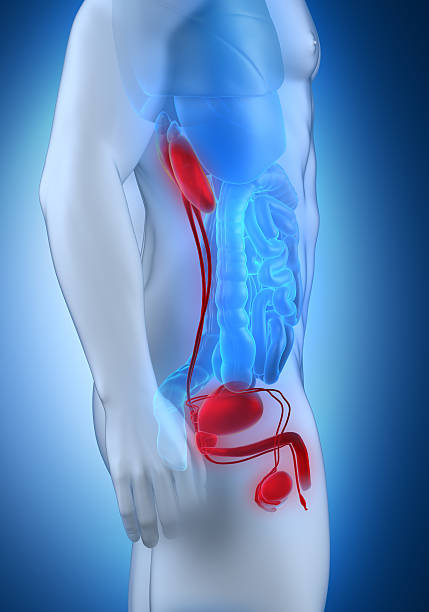 istock Male urogenital anatomy lateral view 180517543