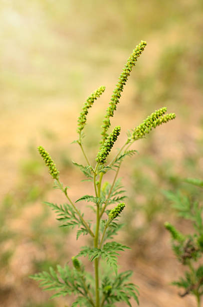 Giant Ragweed flowers on the field
