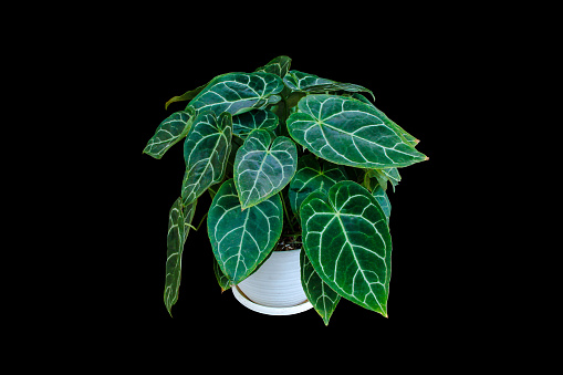 Exotic heart shaped green variegated leaves pattern of rare Anthurium crystallinum (Anthurium Clarinervium) plant the tropical foliage houseplant in white pot isolated on black background with clipping path