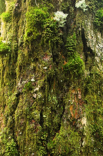 Close up of pine tree bark covered with moss and lichen. Taken at Silver Falls State Park, a highly scenic park with many waterfalls located southeast of Salem, Oregon.