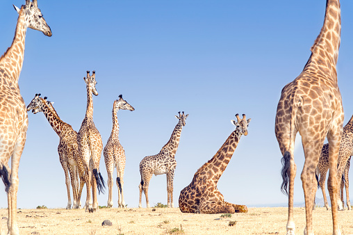 Ten giraffes on the Ngorogoro hillside