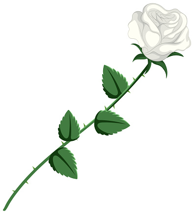 A minimalistic vector illustration of a white rose