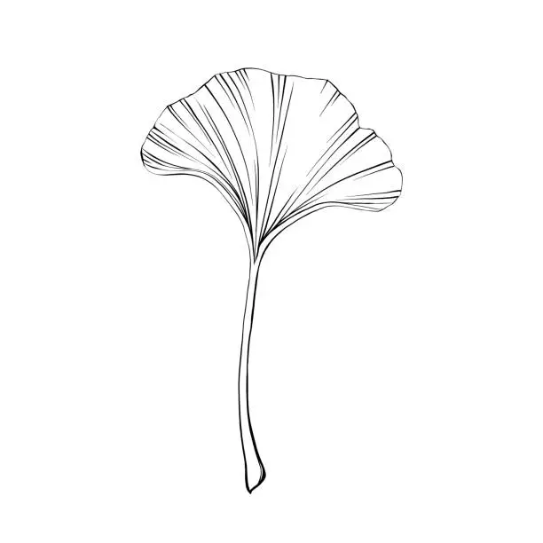 Vector illustration of Gingko Leaf Vector Pen and Ink Illustration