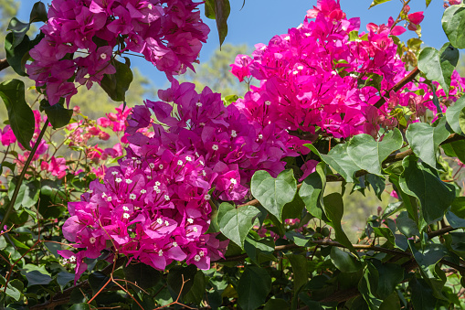 Bougainvillea is a large lush decorative plant with bright crimson flowers.