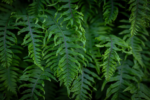 Lush ferns growing in a Vancouver Island rainforest.