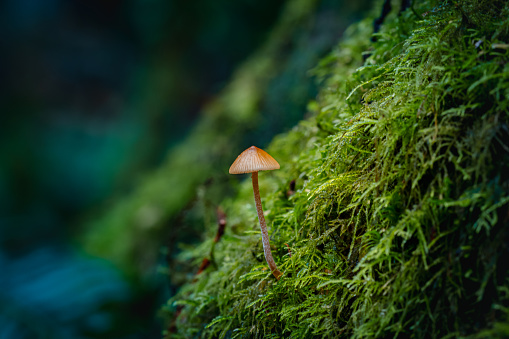 Wild mushroom growing in the lush rainforest on Vancouver Island.