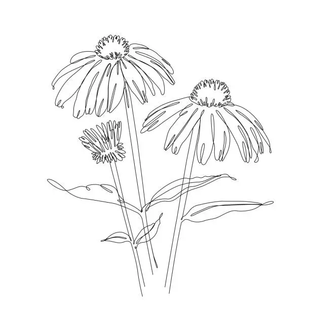 Vector illustration of Echinacea Coneflower Continuous Line Drawing with Editable Stroke