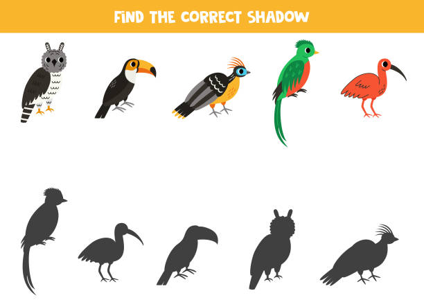 Find shadows of cute south American animals. Educational logical game for kids. Find shadows of cute South American birds. Educational logical game for kids. Printable worksheet for preschoolers. hoatzin stock illustrations