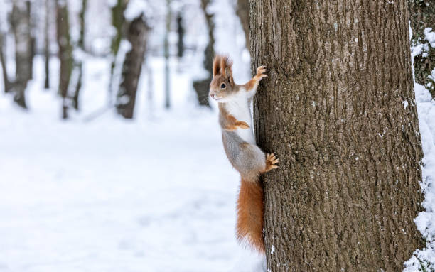 istock fluffy red squirrel sits on tree trunk and search for food 1805187136
