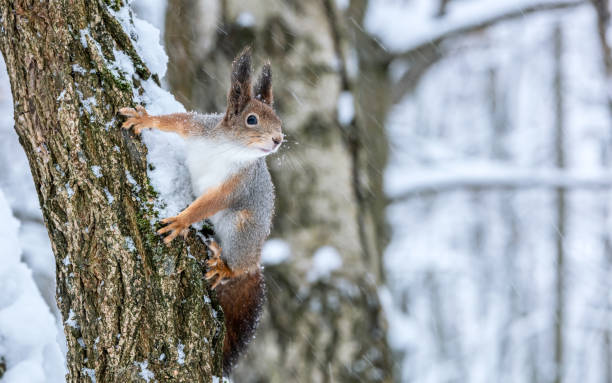 istock red squirrel sits on a tree trunk in winter forest during snowfal 1805187666