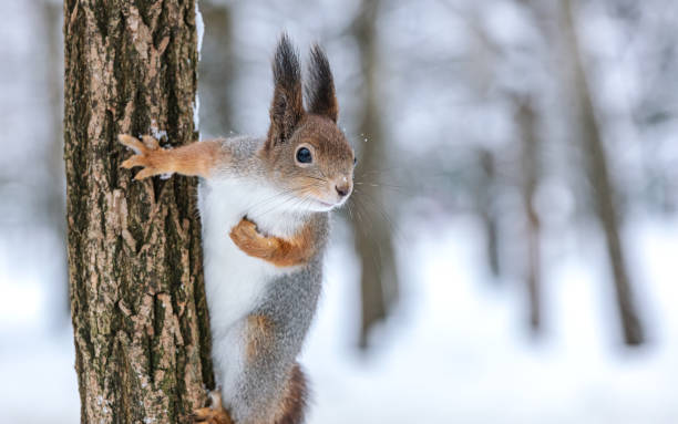 istock red squirrel sitting on tree trunk against blurred winter forest background 1805187767