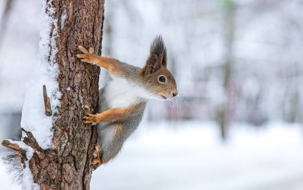 istock young red squirrel sitting on tree trunk in winter forest, covered with snow 1805188201