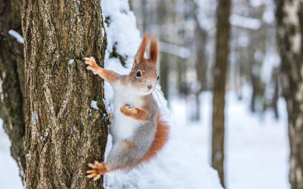 istock curious red squirrel with fluffy fur sits on tree trunk and looks for food 1805188293