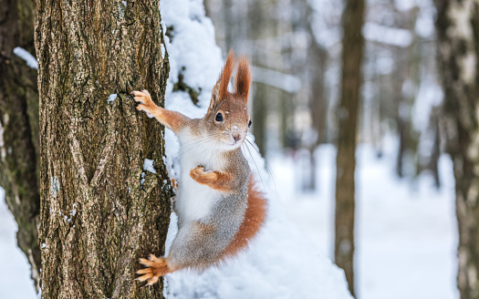 curious red squirrel with fluffy fur sits on tree trunk and looks for food