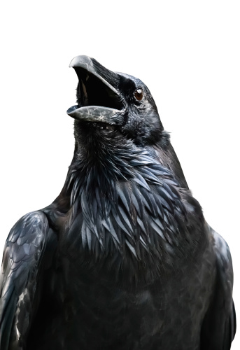 Black raven isolated on white background, London (UK)
