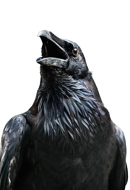 11,207 White Crow Stock Photos, Pictures & Royalty-Free Images - iStock 11,207 White Crow Stock Photos, Pictures & Royalty-Free Images - iStock