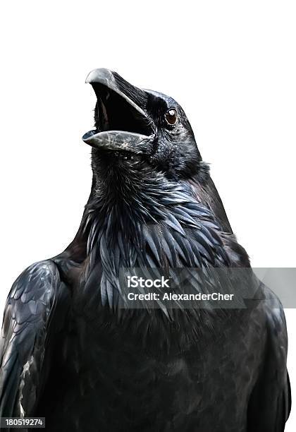 Royal Raven Isolated On White Background Tower Of London Stock Photo - Download Image Now