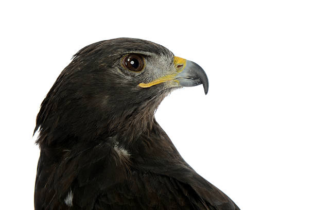 istock Portrait of falcon 180519321