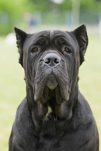 istock Purebred Dog The Cane Corso is a large Italian Molosser. 180519392