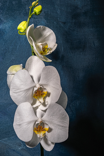 Delicate white orchid flower head. Phalaenopsis. Close-up.