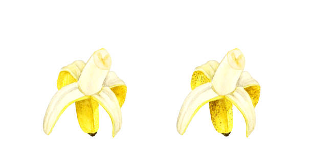 바나나 세트. 과일의 손으로 그린 수채화 삽화 모음입니다. - banana peeled banana peel white background stock illustrations