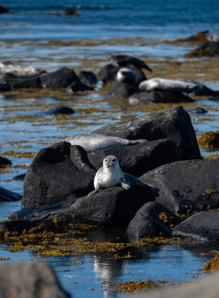 wildlife animal in Iceland
