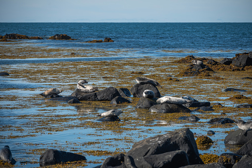 Seals in Iceland