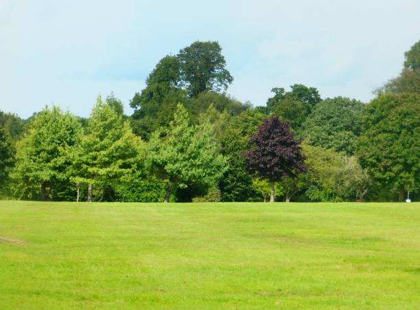 istock green grass on a field near a forest with a bench in it 1805205944