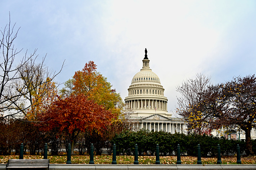 Washington, D.C., USA - November 20, 2023: The United States Capitol building framed by trees with colorful leaves on a late fall afternoon.
