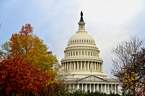 Washington, D.C., USA - November 20, 2023: The United States Capitol building framed by trees with colorful leaves on a late fall afternoon.