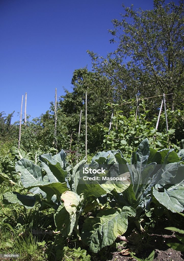 Gemüsegarten - Lizenzfrei Blatt - Pflanzenbestandteile Stock-Foto