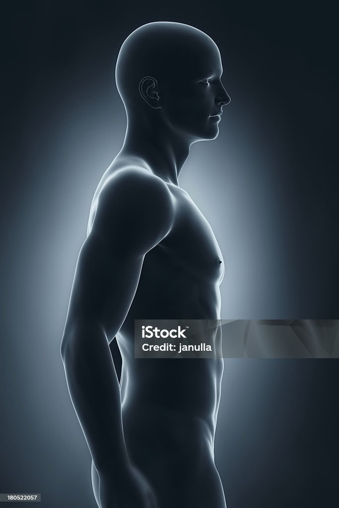 Masculino anatomia vista lateral - Foto de stock de Adulto royalty-free