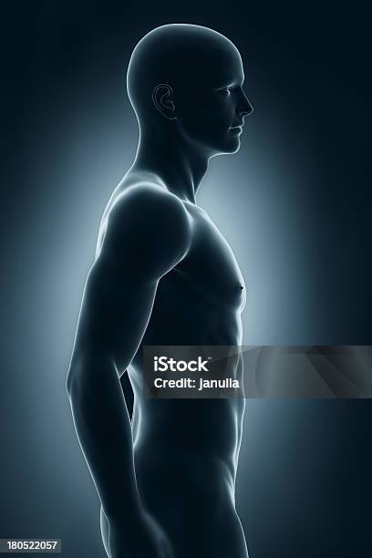 Foto de Masculino Anatomia Vista Lateral e mais fotos de stock de Adulto - Adulto, Anatomia, Corpo humano