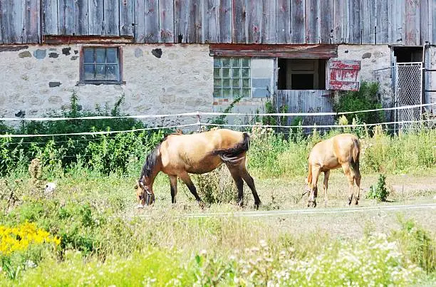 Photo of Horses Grazing