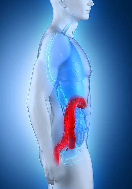 istock Man colon anatomy lateral view 180522183