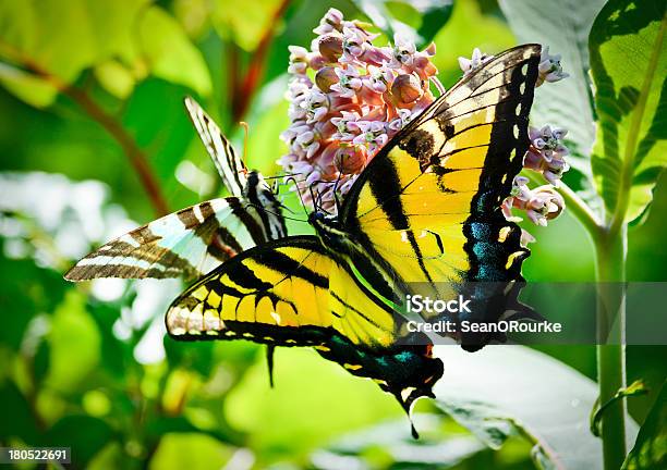 Insectos - Fotografias de stock e mais imagens de Trabalho de Equipa - Trabalho de Equipa, Verão, Abstrato