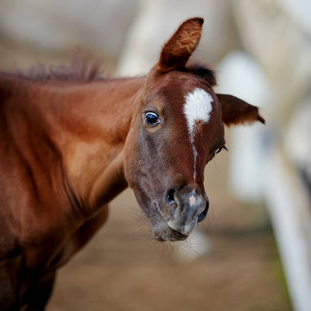 Amusing portrait of a foal. Portrait of a brown foal. Muzzle of a foal. Brown foal. Small horse. Foal with an asterisk on a forehead. newborn horse stock pictures, royalty-free photos & images