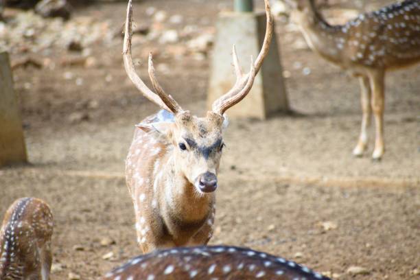 istock deer at the zoo 1805234587