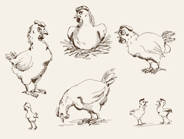ilustrações, clipart, desenhos animados e ícones de galinha e filhotes - eggs new life shape animals and pets