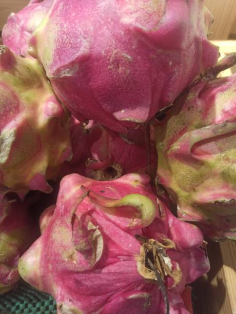 istock Dragon fruits purple inside 1805252096